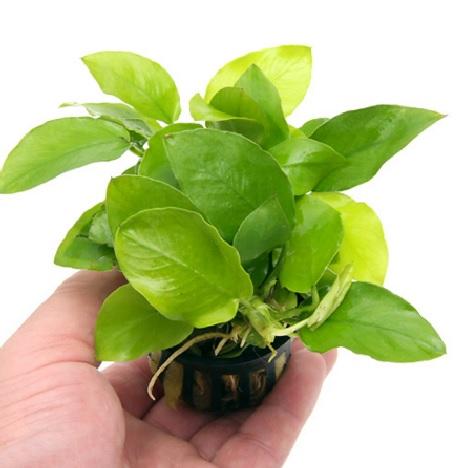 Anubiasnanagolden