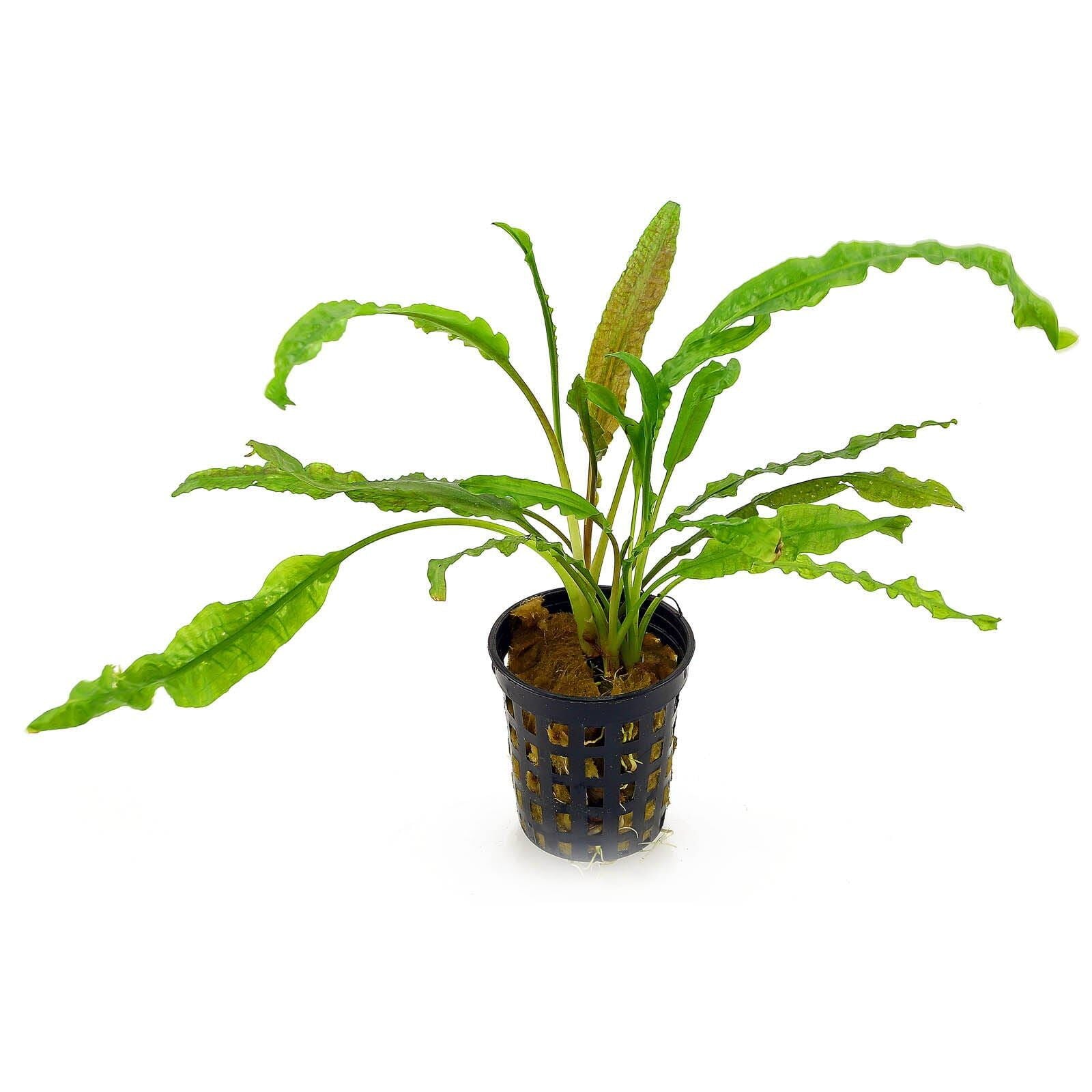 Cryptocoryne_Crispatula_var._Balansae_1