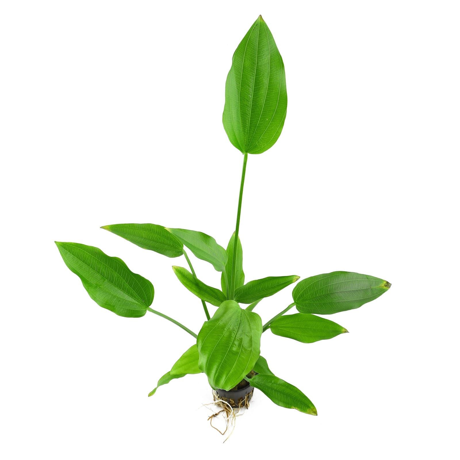 Echinodorus_Palifolius