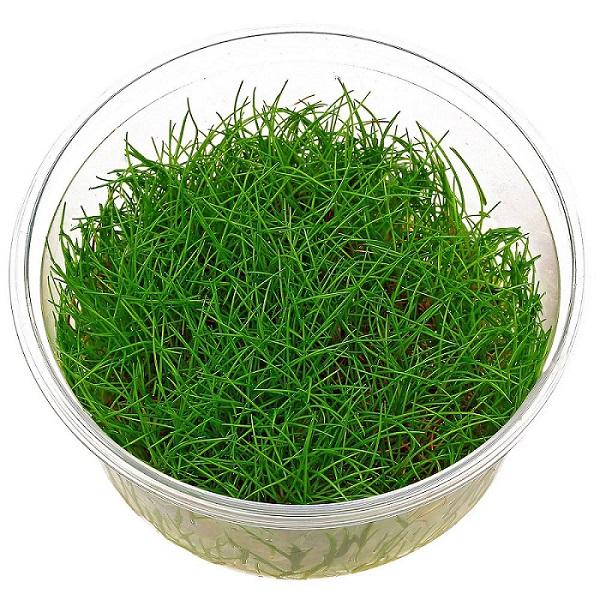 Eleocharis_sp._Mini