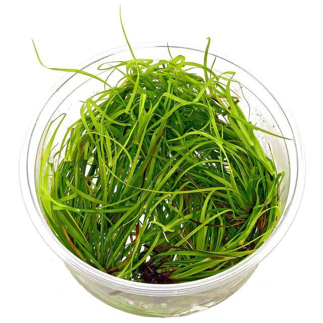 Juncus_20repens