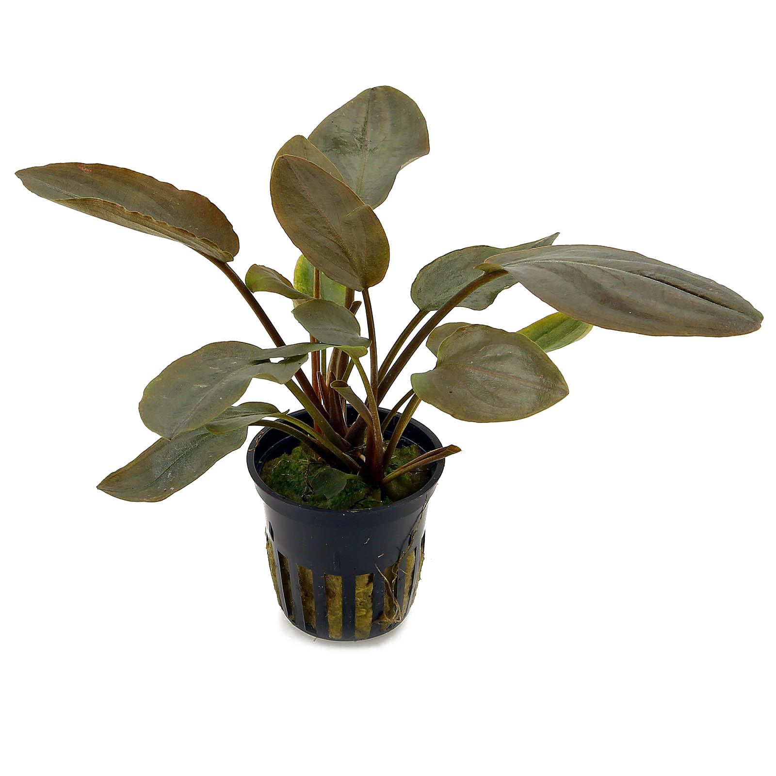 Lagenandrameeboldiiredround