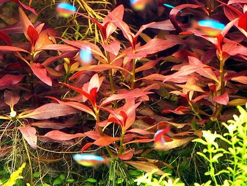 Ludwigia_Glandulosa_1