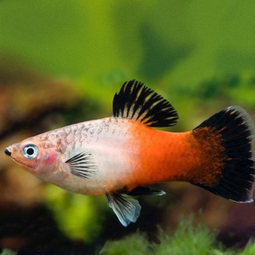 Platytricolor