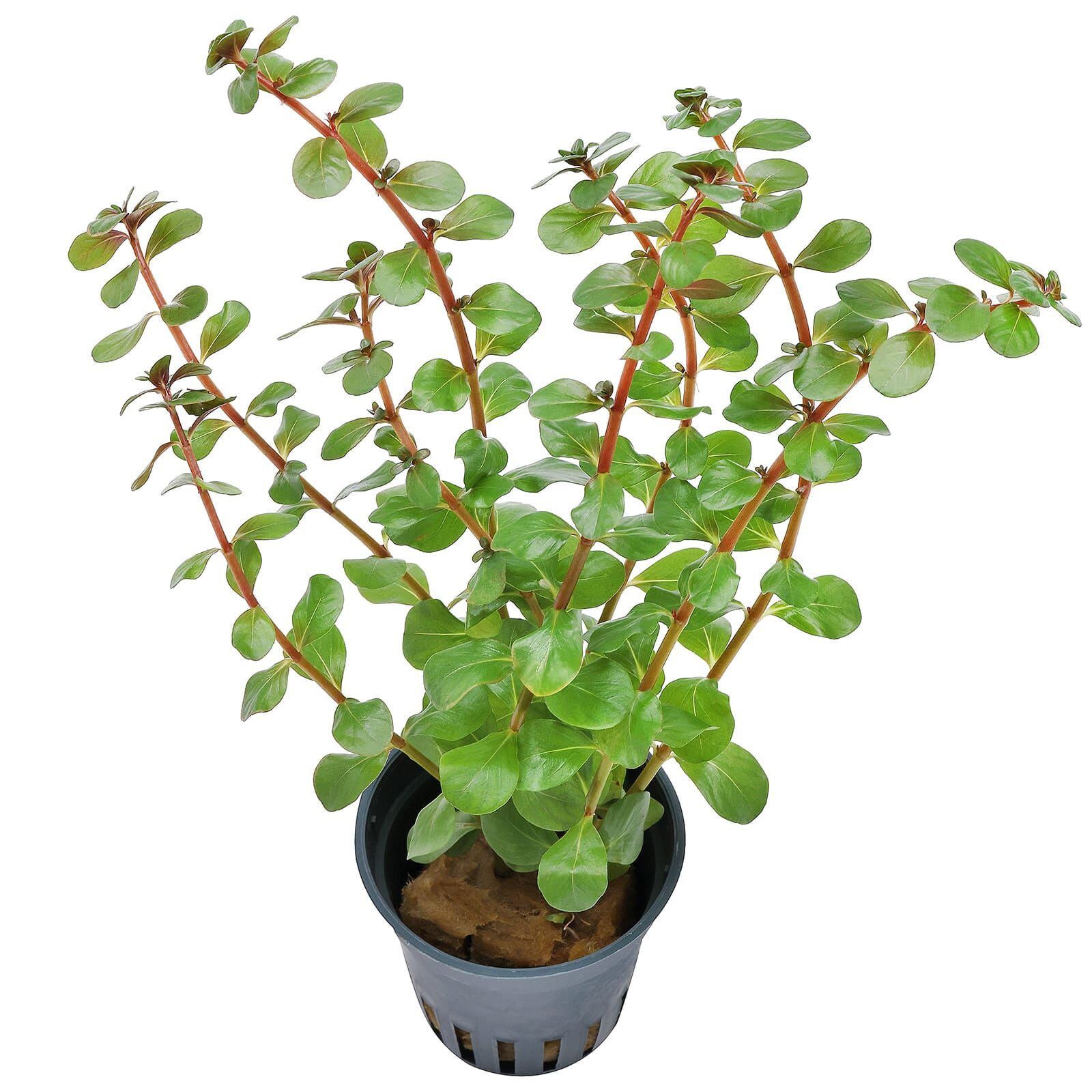 Rotala_Rotundifolia_Blood_Red