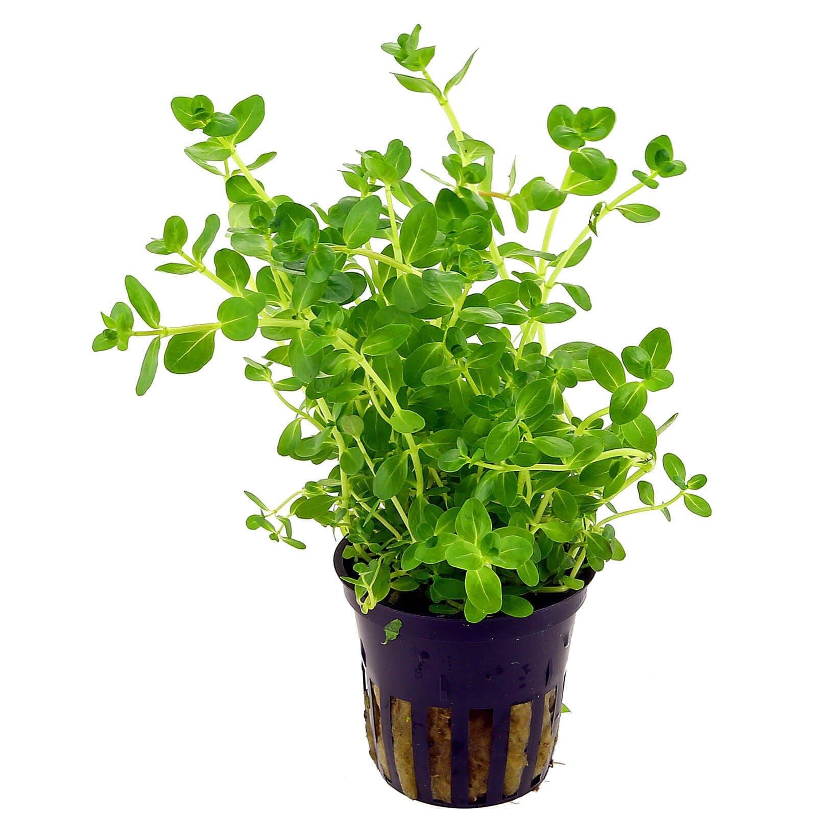 Rotala_Sp._Green