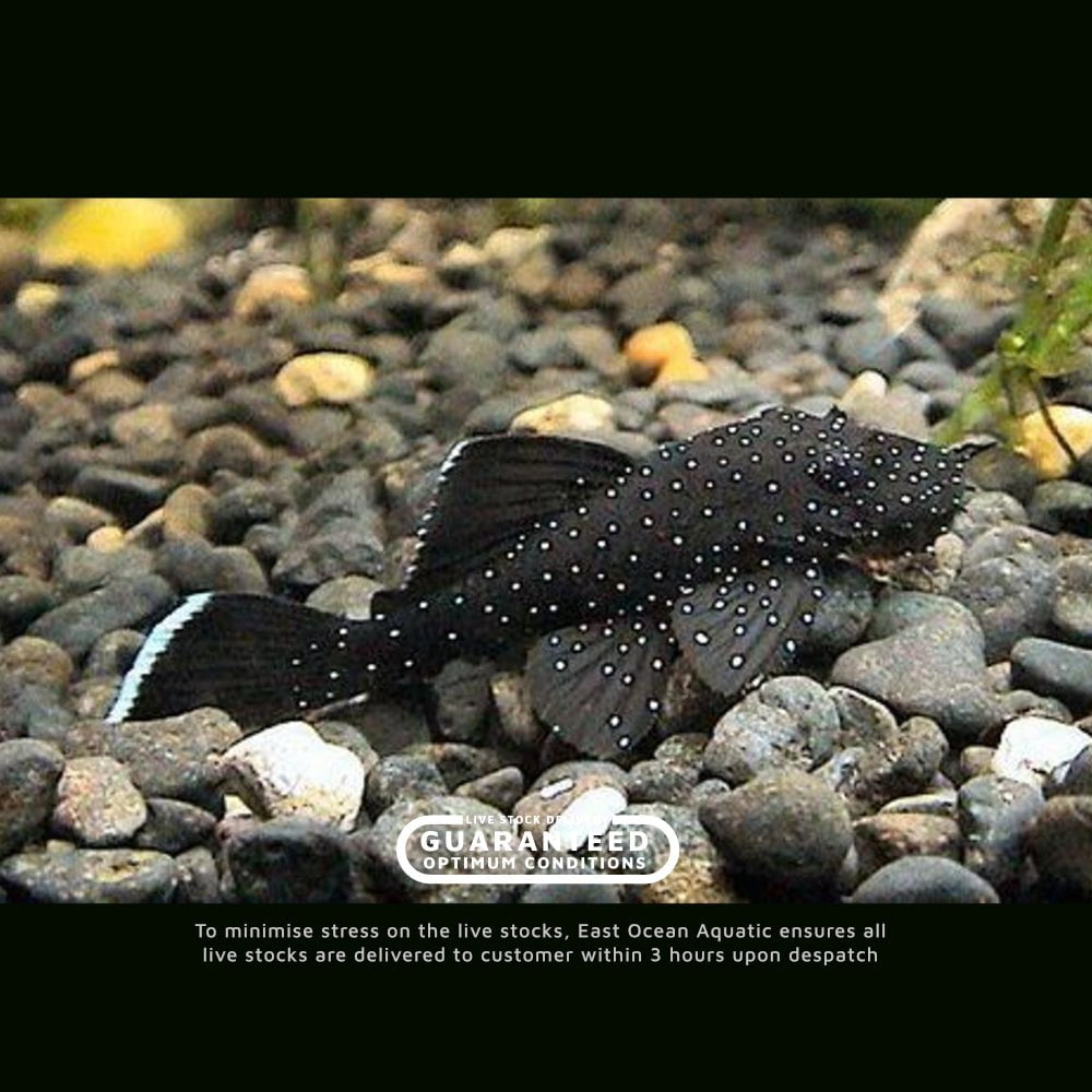 StarlightPleco