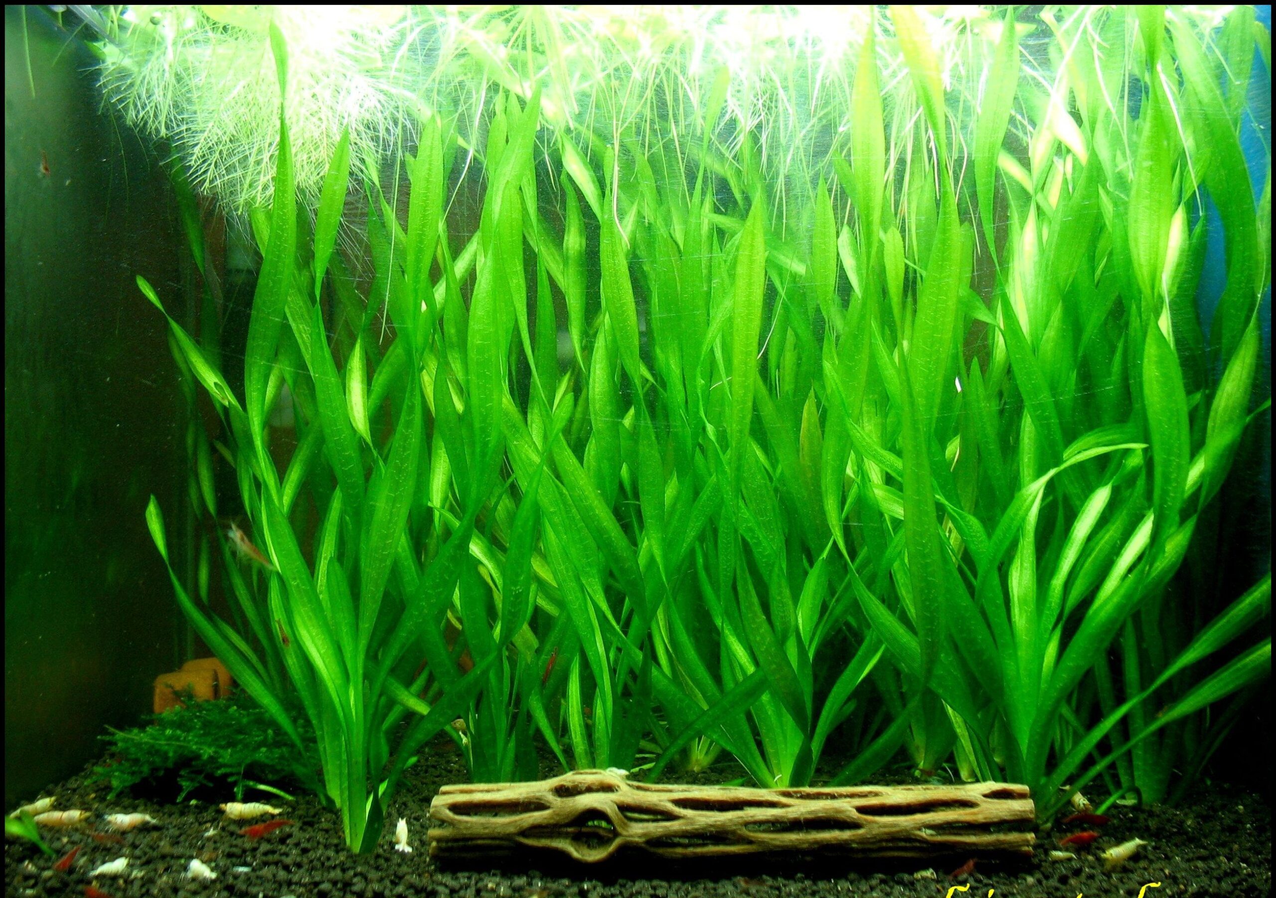 Vallisneriaspiralis