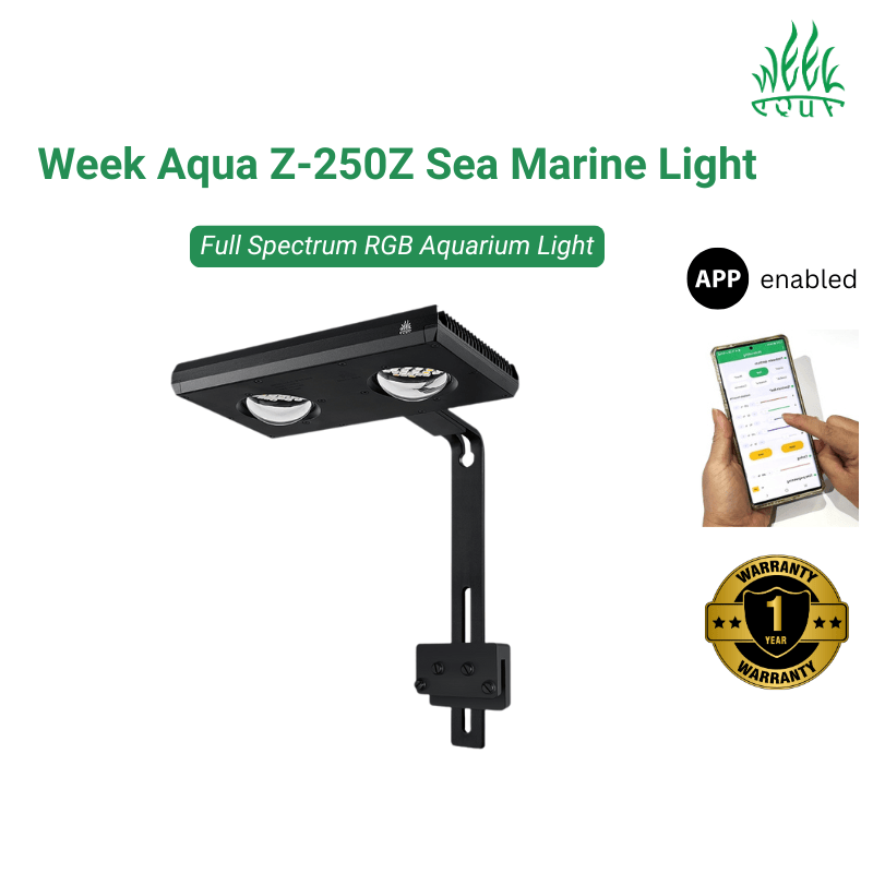 WeekAquaZ-250Z