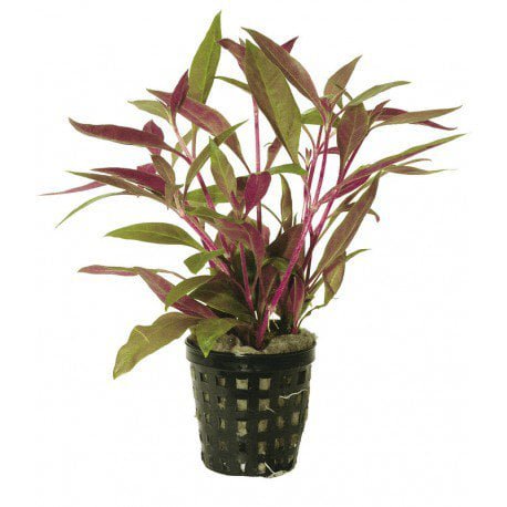 alternanthera-rosaefolia-aquadip_fd71d090-19a4-4da7-9556-ed60083883df