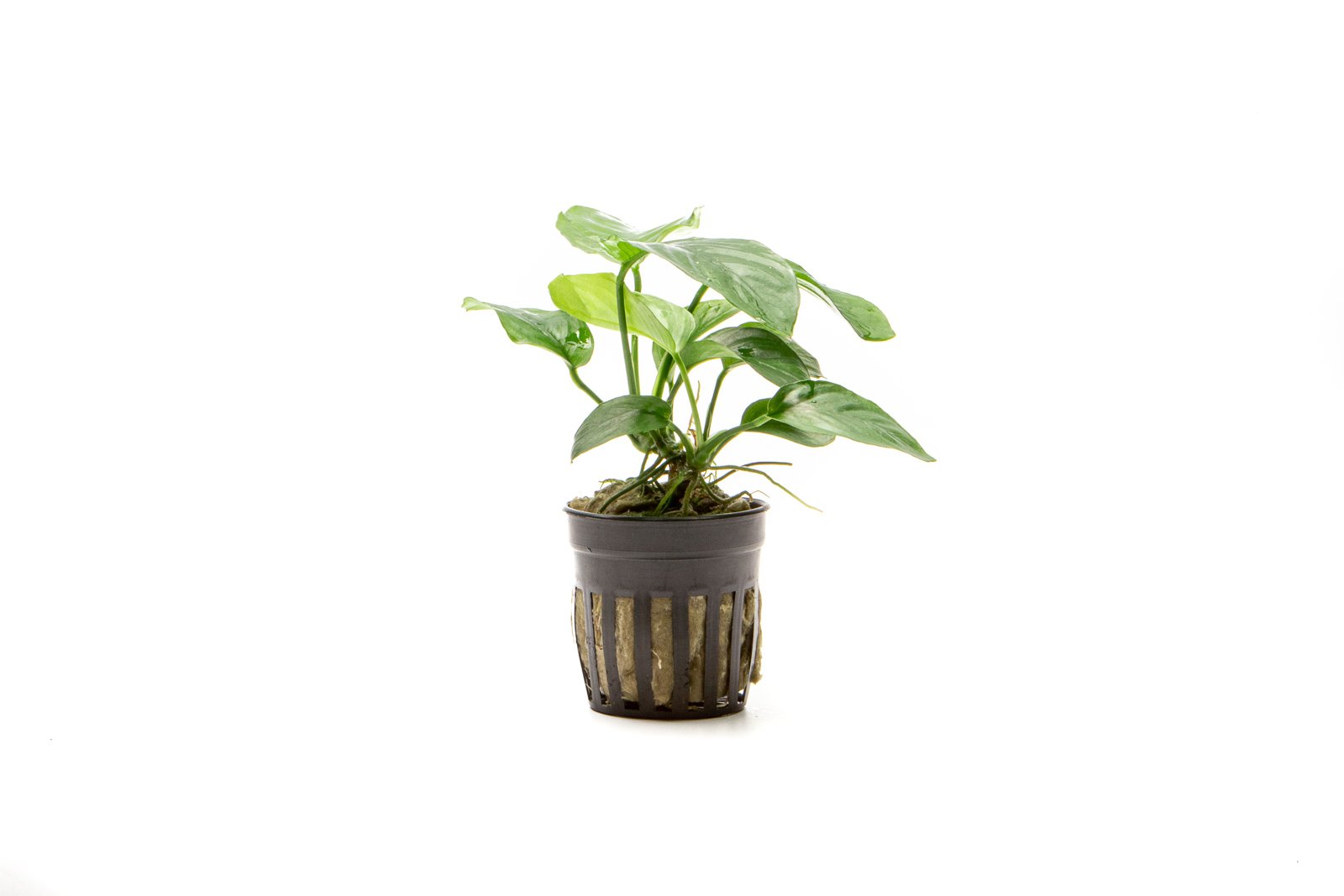 anubias-barteri-broad-leaf-23236936728776