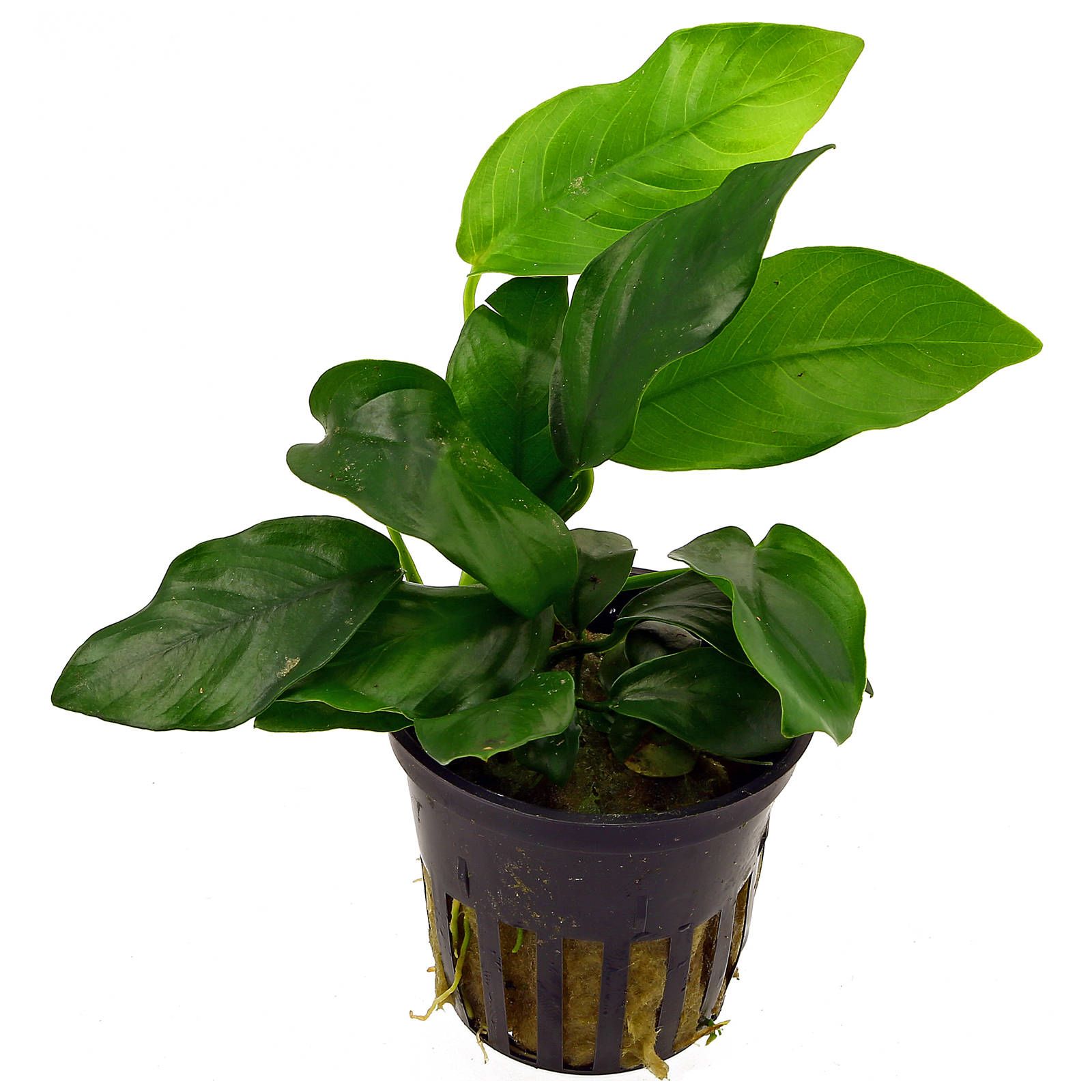 anubias-barteri-var-nana-topf-1