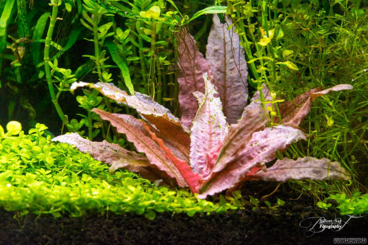 cryptocoryne-wendtii-flamingo-56a63783a11f2_44c054db-b06a-49d8-8254-88ee31a55350