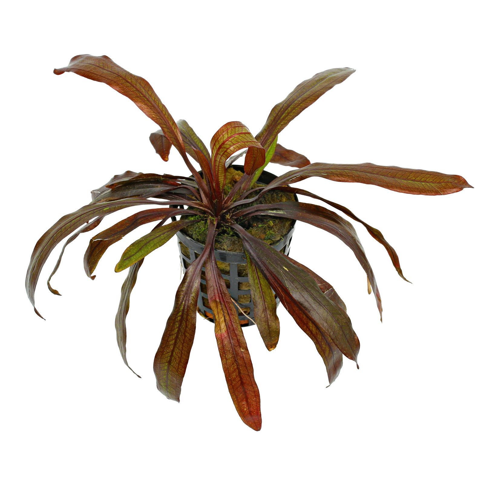 echinodorus-horemanii-red