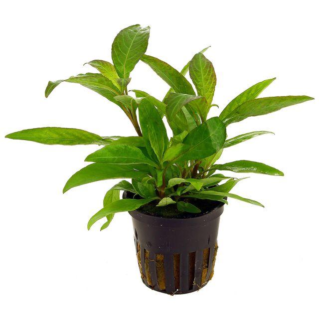 hygrophila-corymbosa-siamensis-topf