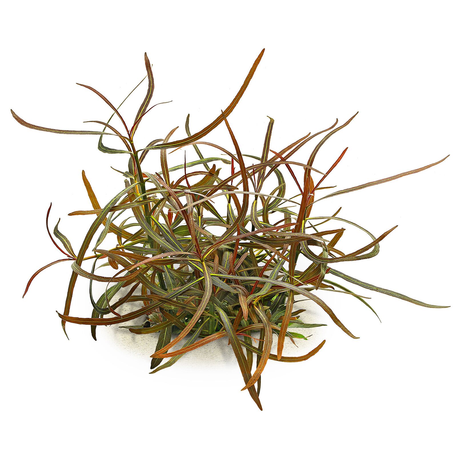 hygrophila-lancea-araguaia