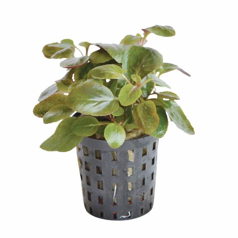 lobelia-cardinalis-mini-5521-p