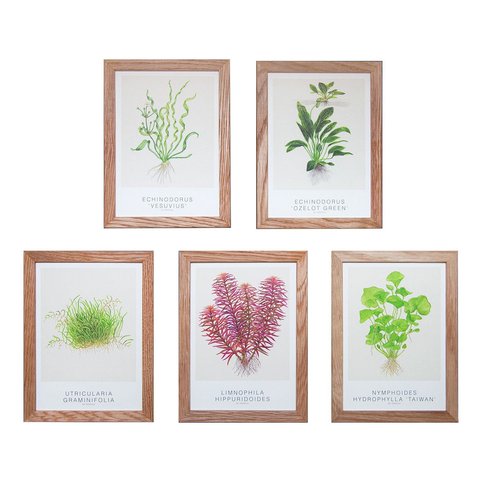 tropica-kunstkarten-set-2
