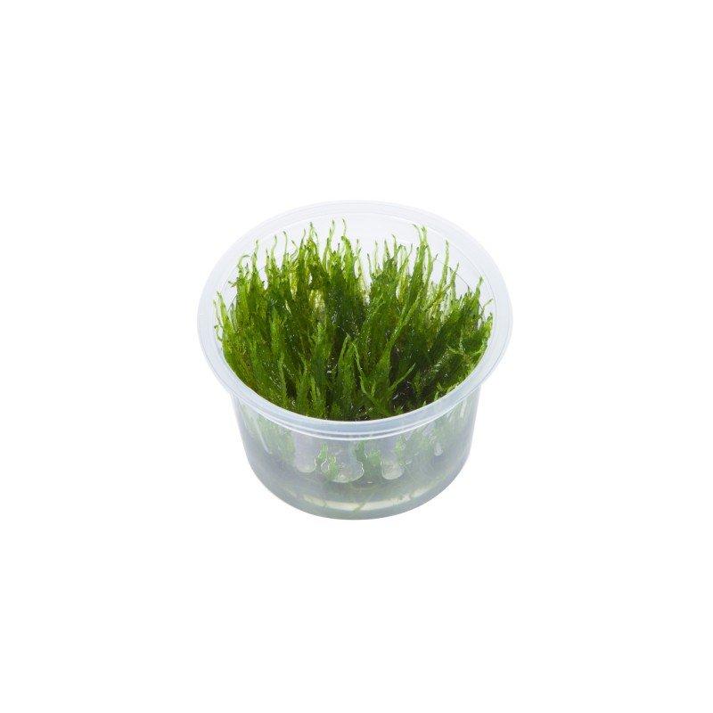 tropica-taxiphyllum-taiwan-moss-1-2-grow